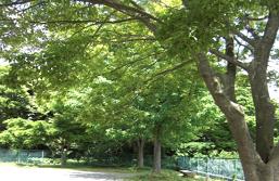 公園の周囲に樹木が立ち並んでいる写真