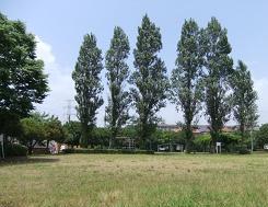 青い空の下、手前に広場、奥に大きな木が一列に並んで立っている石神公園の写真