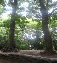 2本の大きな木の隙間から木漏れ日が差し込んでいる寺前公園の写真