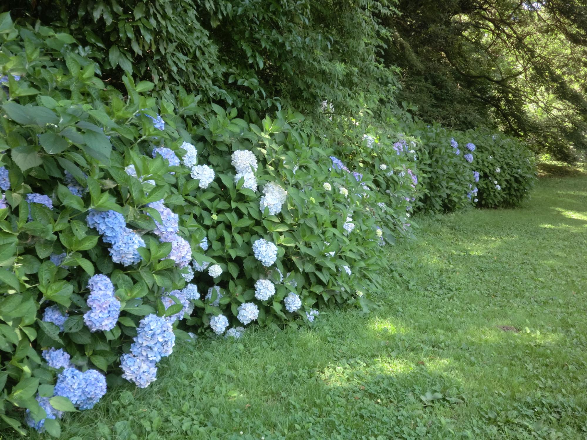 薄青色の紫陽花が咲いている佐倉城址公園の写真