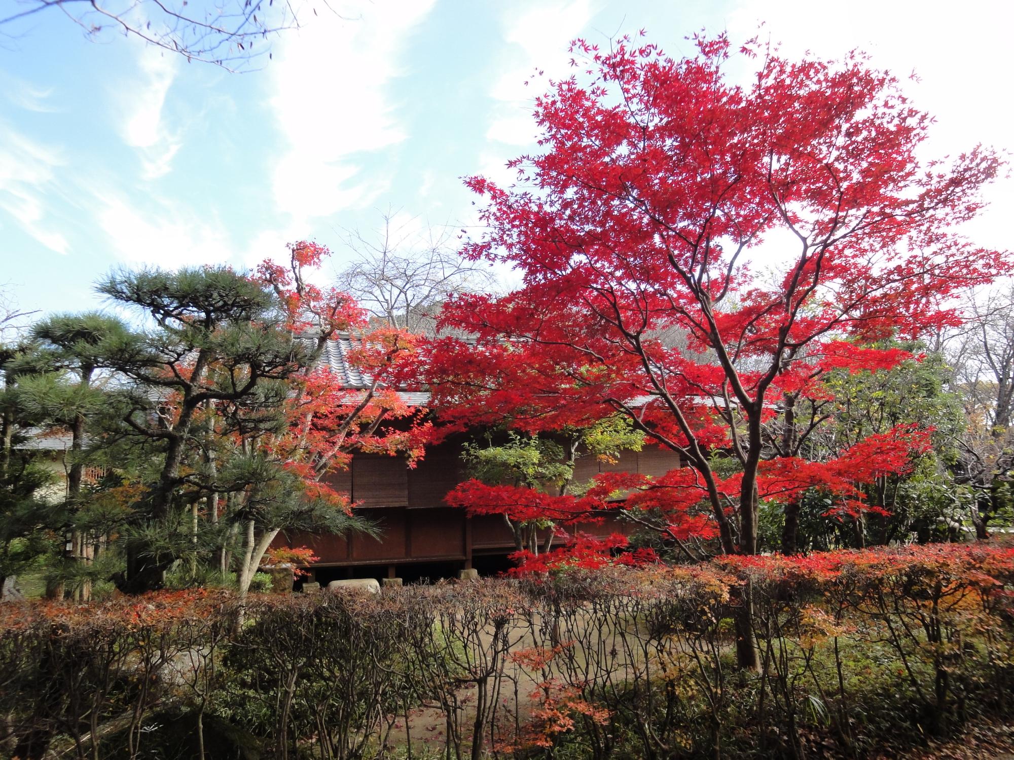 三逕亭周辺に松の木や、鮮やかな赤色に染まった紅葉の写真