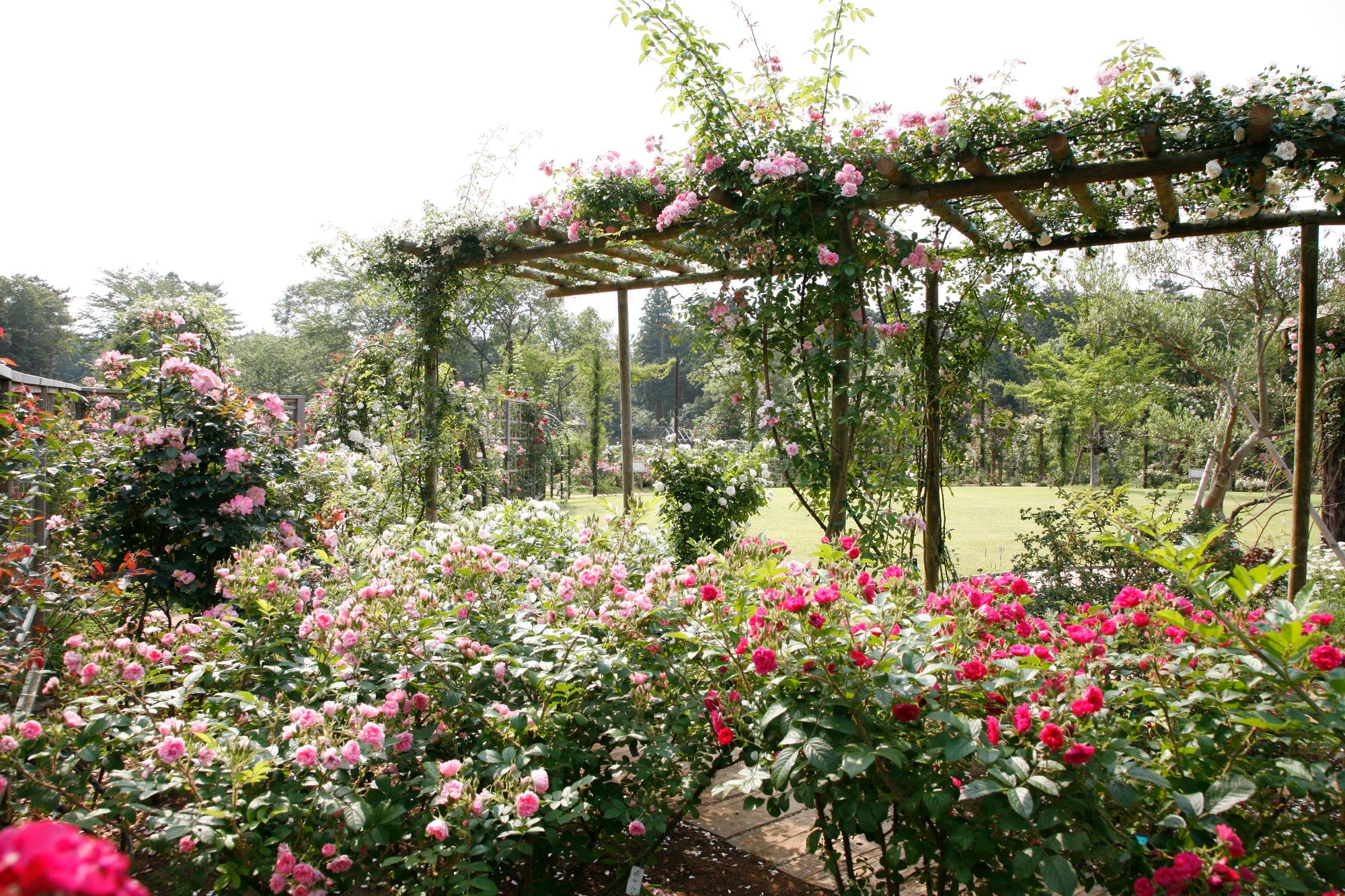 赤やピンク色の花が咲いている草ぶえの丘バラ園の写真