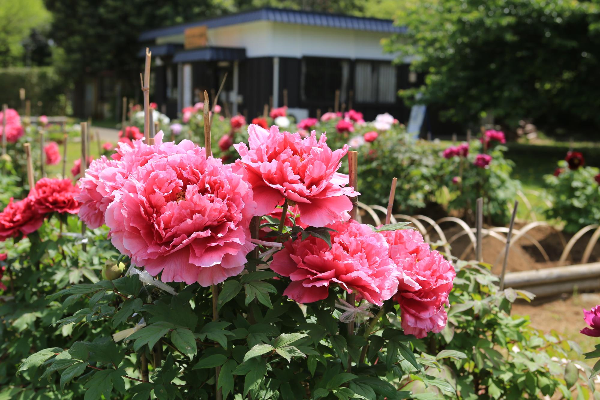 鮮やかなピンク色の花を咲かせたボタンの花をアップで撮影した写真