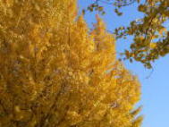 青空の下、黄色に色づいているイチョウの木の写真