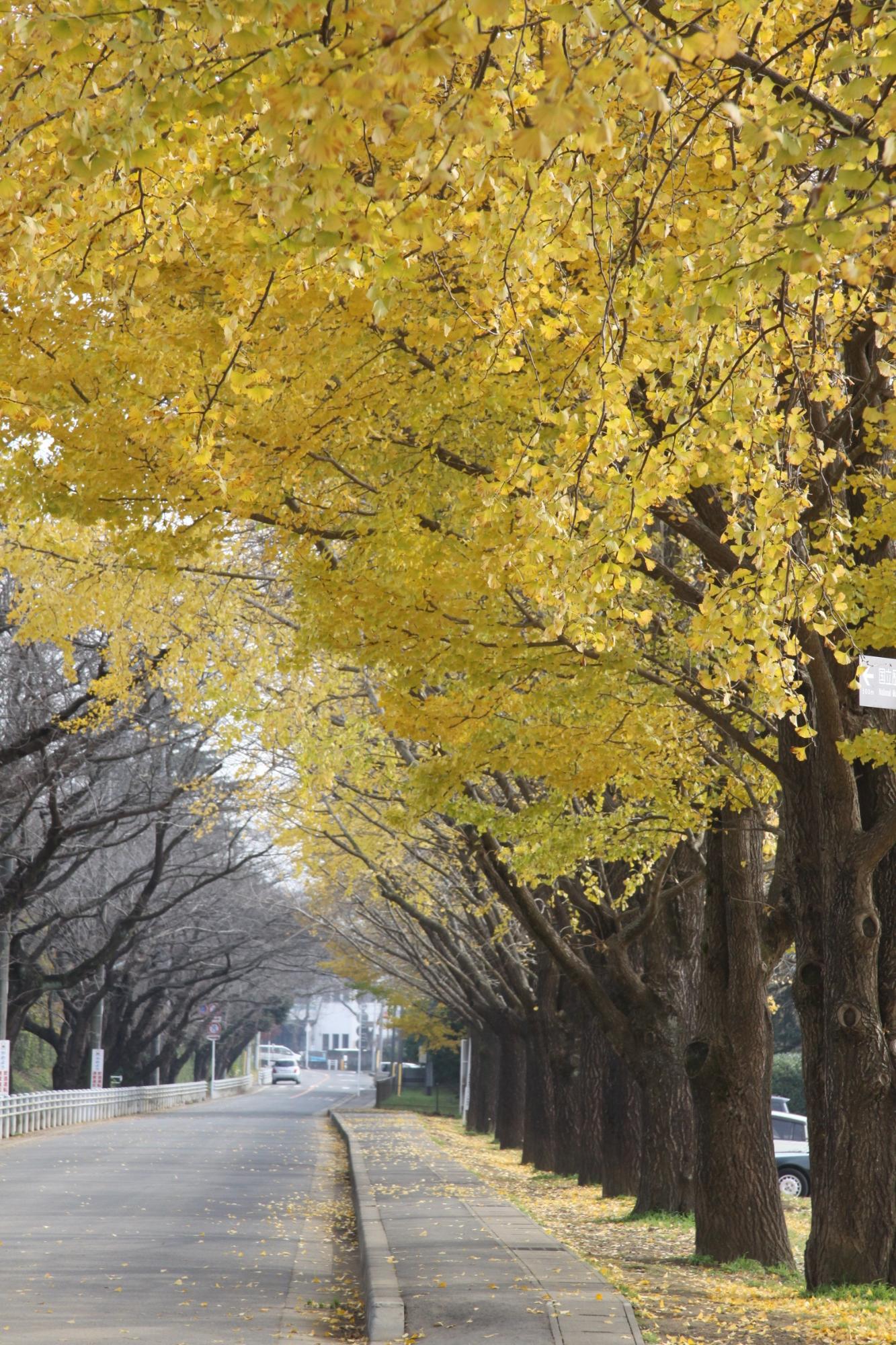 歩道の右側に黄色に染まったイチョウの並木道の写真