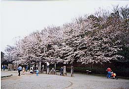 満開の桜の木が立ち並んでいる、春の上座総合公園の写真