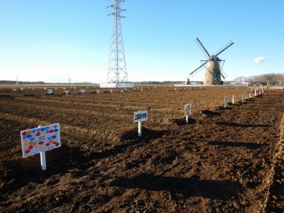 風車の手前の畑に球根の植え付けを終えた畝ごとに白色の看板を立てた写真