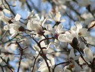 白色の花弁を咲かせたコブシをアップで撮影した写真