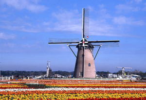 周りに黄色やオレンジ色の花が咲いている、佐倉ふるさと広場のオランダ風車「リーフデ」の写真