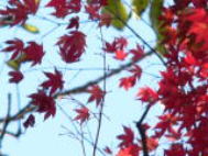 青空の下、鮮やかな赤色に色づいているイロハカエデの写真