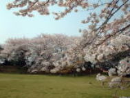 広場の奥に満開の花が咲いたサクラの木が立ち並んでいる写真