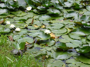 池に白色のスイレンの花が浮かんでいる写真
