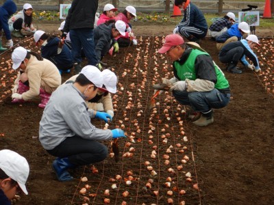 赤白帽を被った児童たちが畝ごとに球根を植えている植え付けの様子の写真
