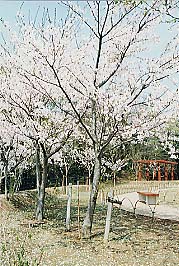 満開の桜の季節の臼井城址公園の写真