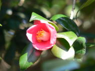 ピンク色の花が咲いたヤブツバキをアップで撮影した写真