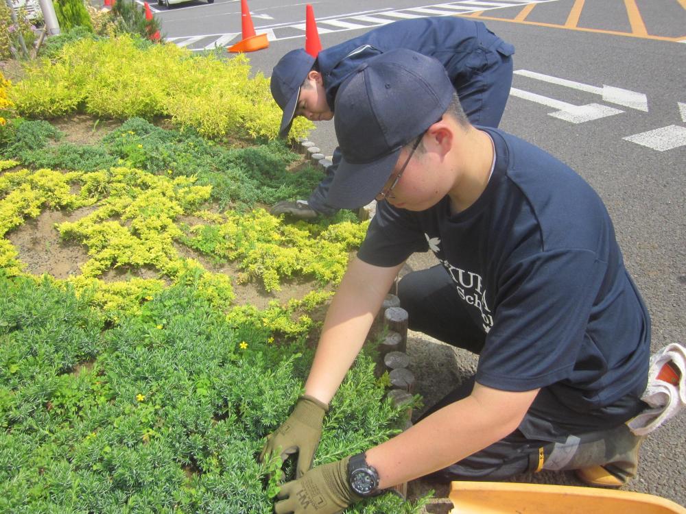 雑草取り