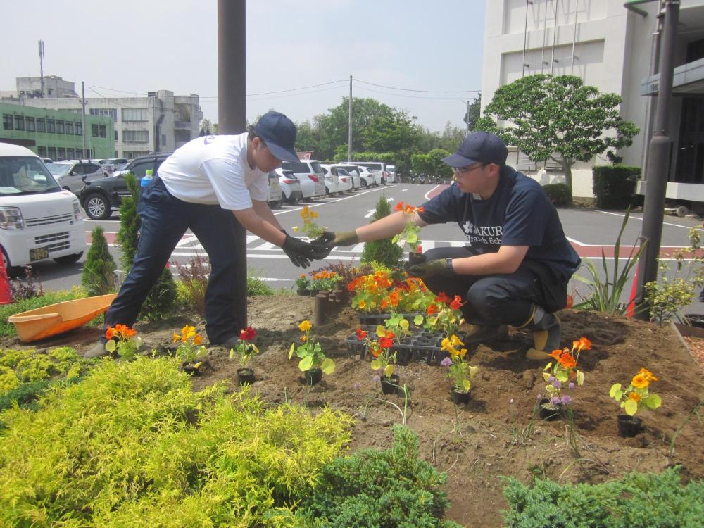 キンセンカの植付作業