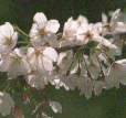佐倉市の市木である桜の写真
