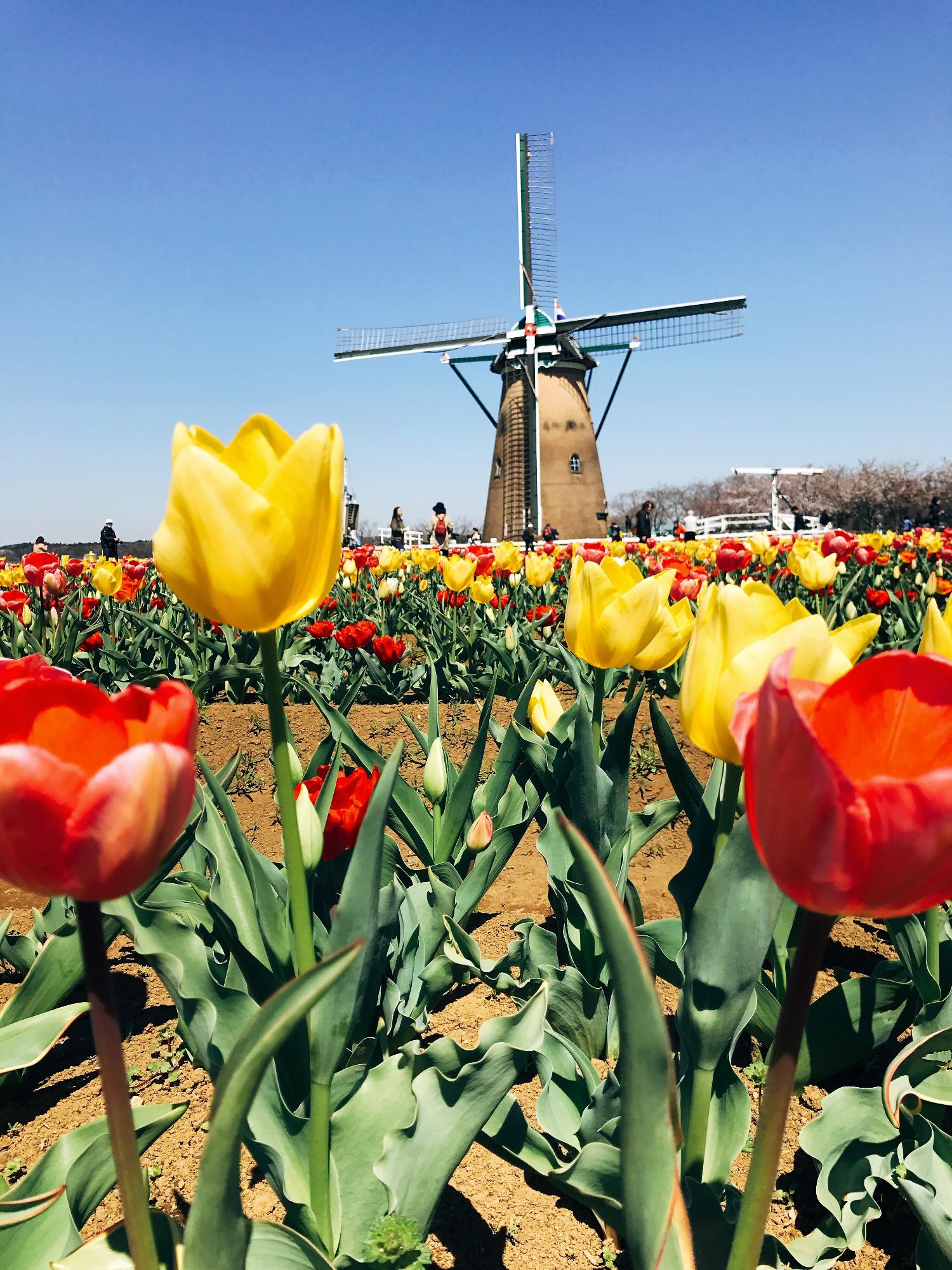 たくさんのチューリップの花と奥に見えるオランダ風車の写真