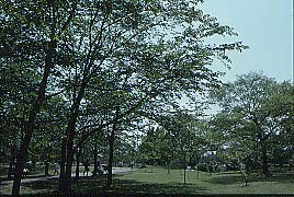 大きな木がたくさん立っている佐倉城址公園の写真