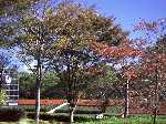 緑の木々の中に、赤く葉っぱが色づいた木が混じった森林が写っている佐倉城址公園の写真