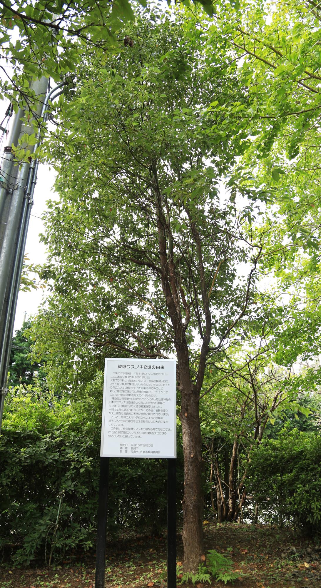 樹の傍にある立て札に由来についての説明が記載されてある被曝クスノキ2世の写真