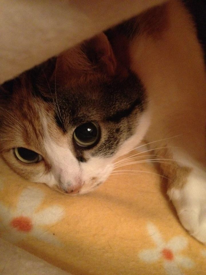 毛布にくるまってくつろいでいる猫の写真