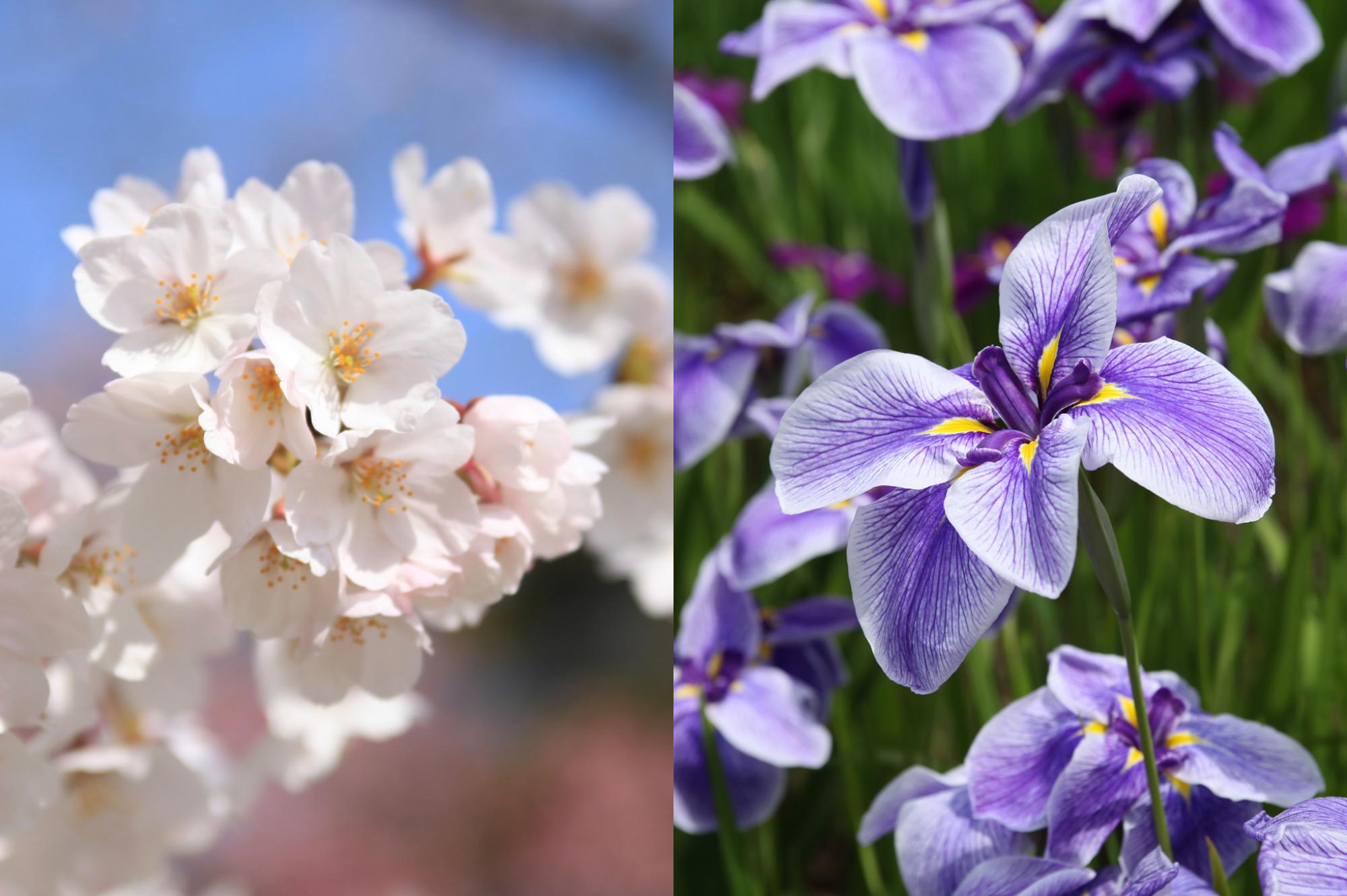 左側が佐倉市の木/桜（さくら）の写真、右側が佐倉市の花/花菖蒲（はなしょうぶ）の写真