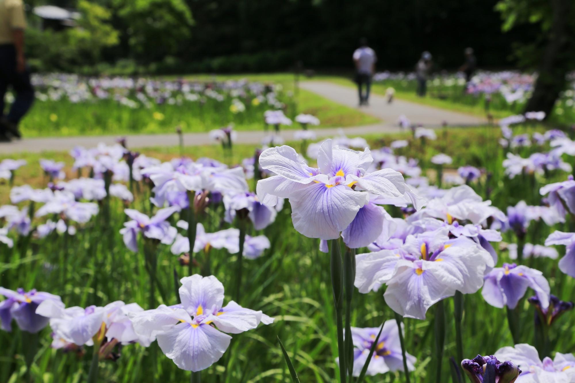 一面に薄い紫色の菖蒲の花が咲いている佐倉城址公園の写真