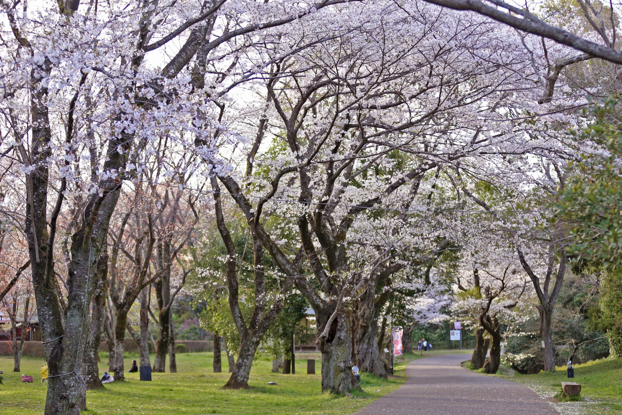 桜の花が満開に咲いている佐倉城址公園の桜並木の写真