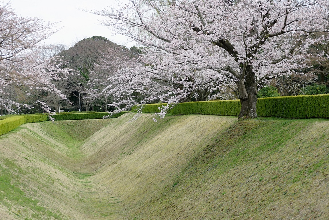 佐倉城跡のお堀の両脇に咲く桜の木の写真