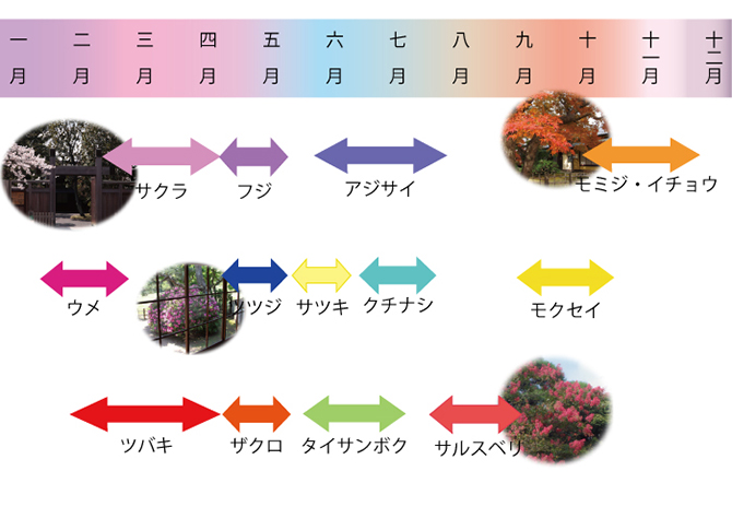 旧堀田邸・さくら庭園の花暦