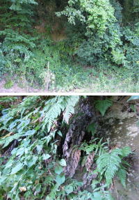 草が生い茂る隙間から見える横穴墓の穴の2枚の写真