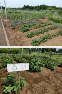上：畑に等間隔に並べて農作物が植えられている写真、下：「あい」と書かれた看板が置かれている植物見本園の写真