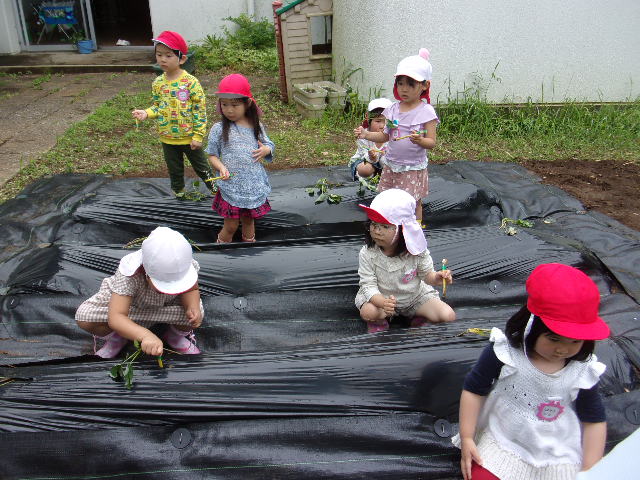 苗植え