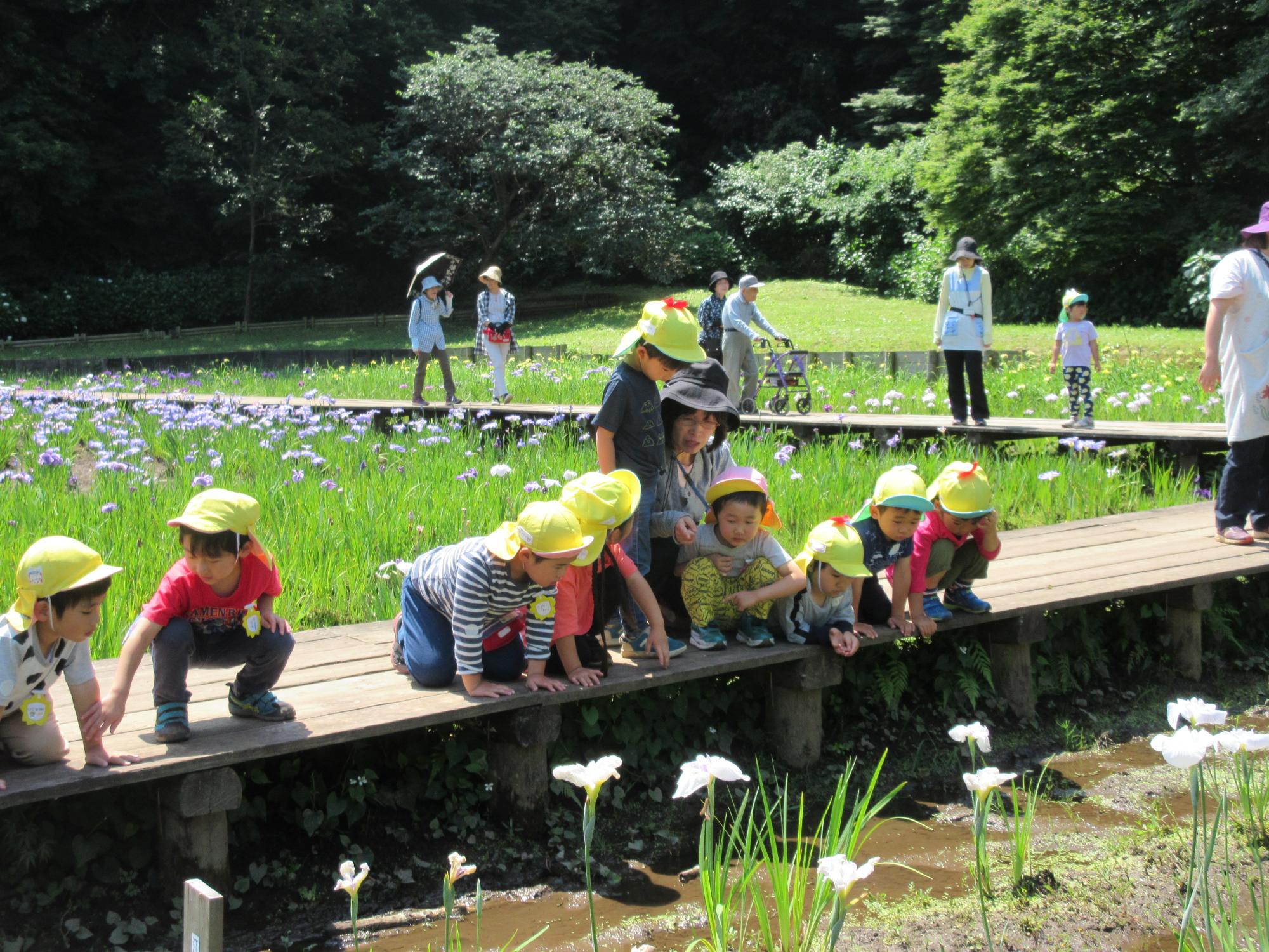 菖蒲田にかかった橋の上から園児たちが菖蒲を見ている写真