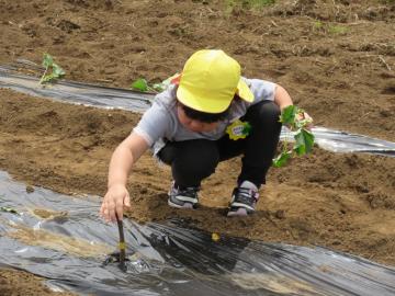黄色の帽子を被った子供が、畑の土の上に被せている黒いマルチシートの上から棒を差して穴をあけている苗植えの様子の写真