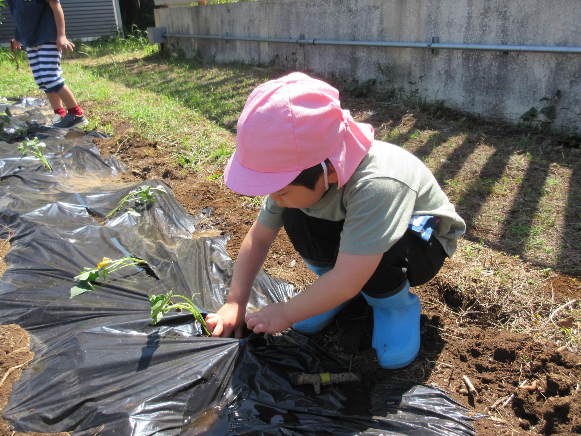 男の子の園児が、苗を植えこんでいる写真