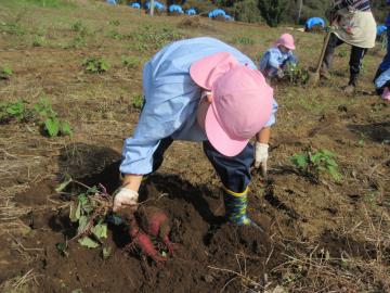 ピンクの帽子を被った園児が芋を掘って土の上にいもが見えている写真