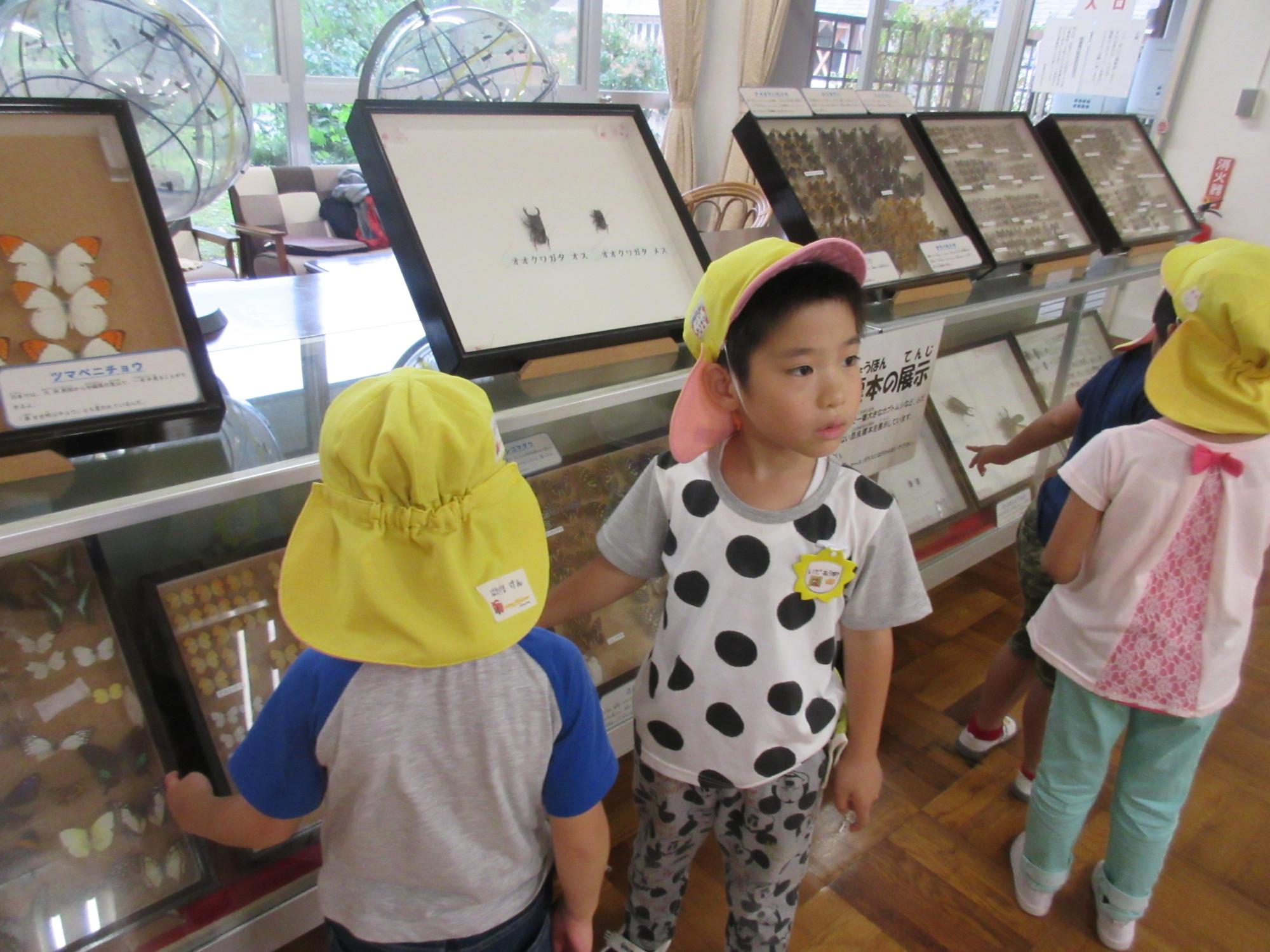 園児たちが棚に飾られた昆虫の標本を見ている写真