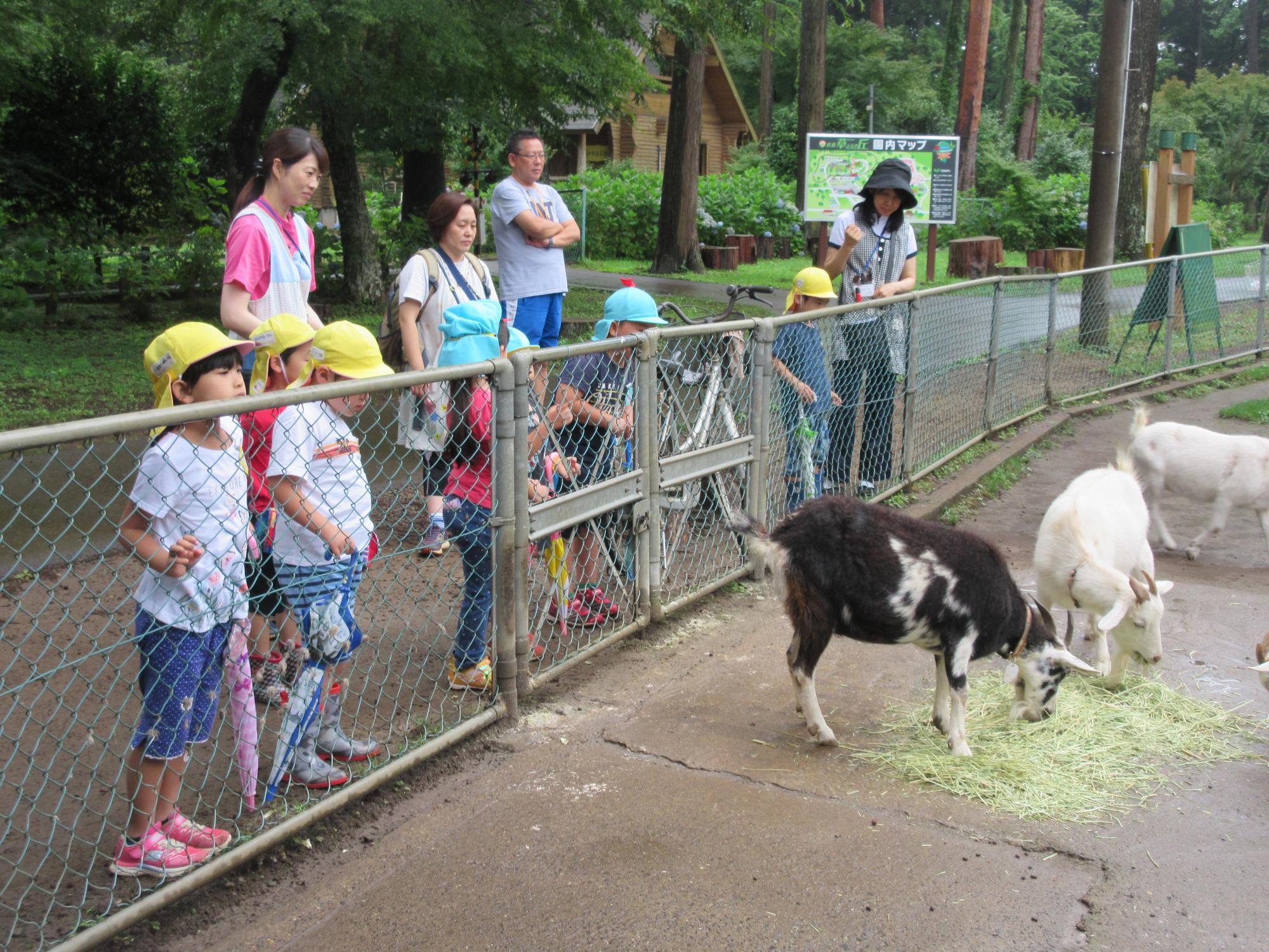 園児たちがフェンスの中のヤギを見学をしている写真