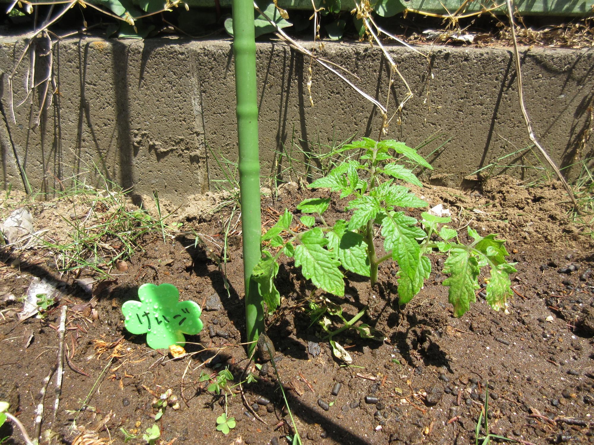 トマトの苗の横に支柱が立てられている写真