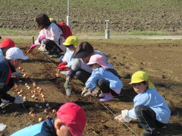 園児たちと小学生たちが横に並んで土に球根を植えている写真