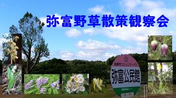 弥富野草散策観察会