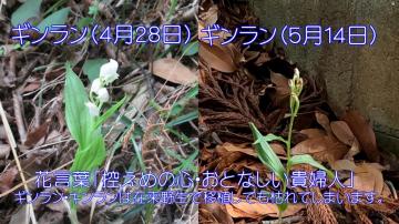 4月28日時点で花が咲いているギンランと5月14日の枯れたギンランの花とその解説が書かれた写真：左：ギンラン(4月28日)、右：ギンラン(5月14日)、花言葉「控え目の心・おとなしい貴婦人」ギンラン・キンランは在来野生で移植しても枯れてしまいます。