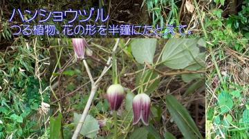 下を向いたハンショウヅルの花とその解説が書かれた写真：つる植物。花の形を半鐘にたとえて。