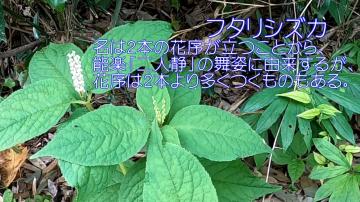 フタリシズカの花とその解説が書かれた写真：名は2本の花序が立つことから、能楽「ご人静」の舞姿に由来するが、花序は2本より多くつくものもある。