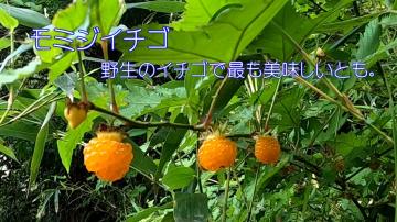 木にオレンジ色のモミジイチゴの実がなっている様子とその解説が書かれた写真：野生のイチゴで最も美味しいとも。