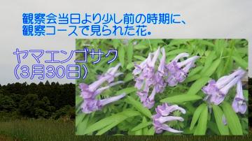 薄紫色のヤマエンゴサクの花とその解説が書かれた写真：ヤマエンゴサク(3月30日)観察会当日より少し前の時期に、観察コースで見られた花。