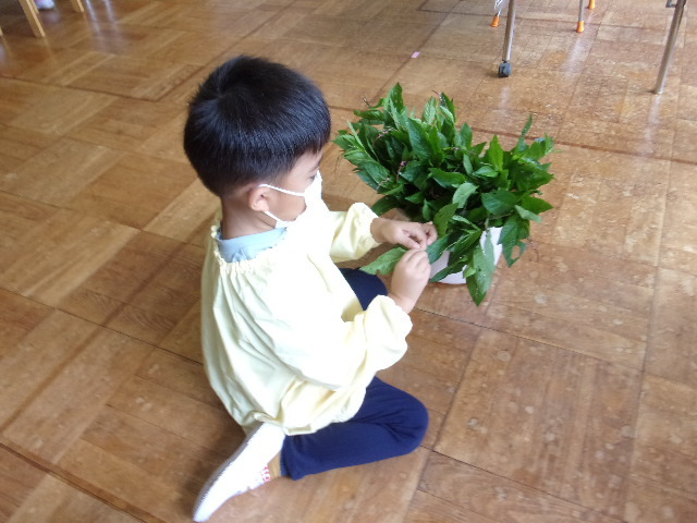 バケツに入った藍の葉を触る男の子の園児の写真